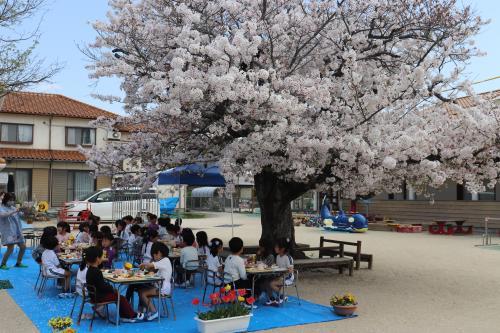 お花見給食