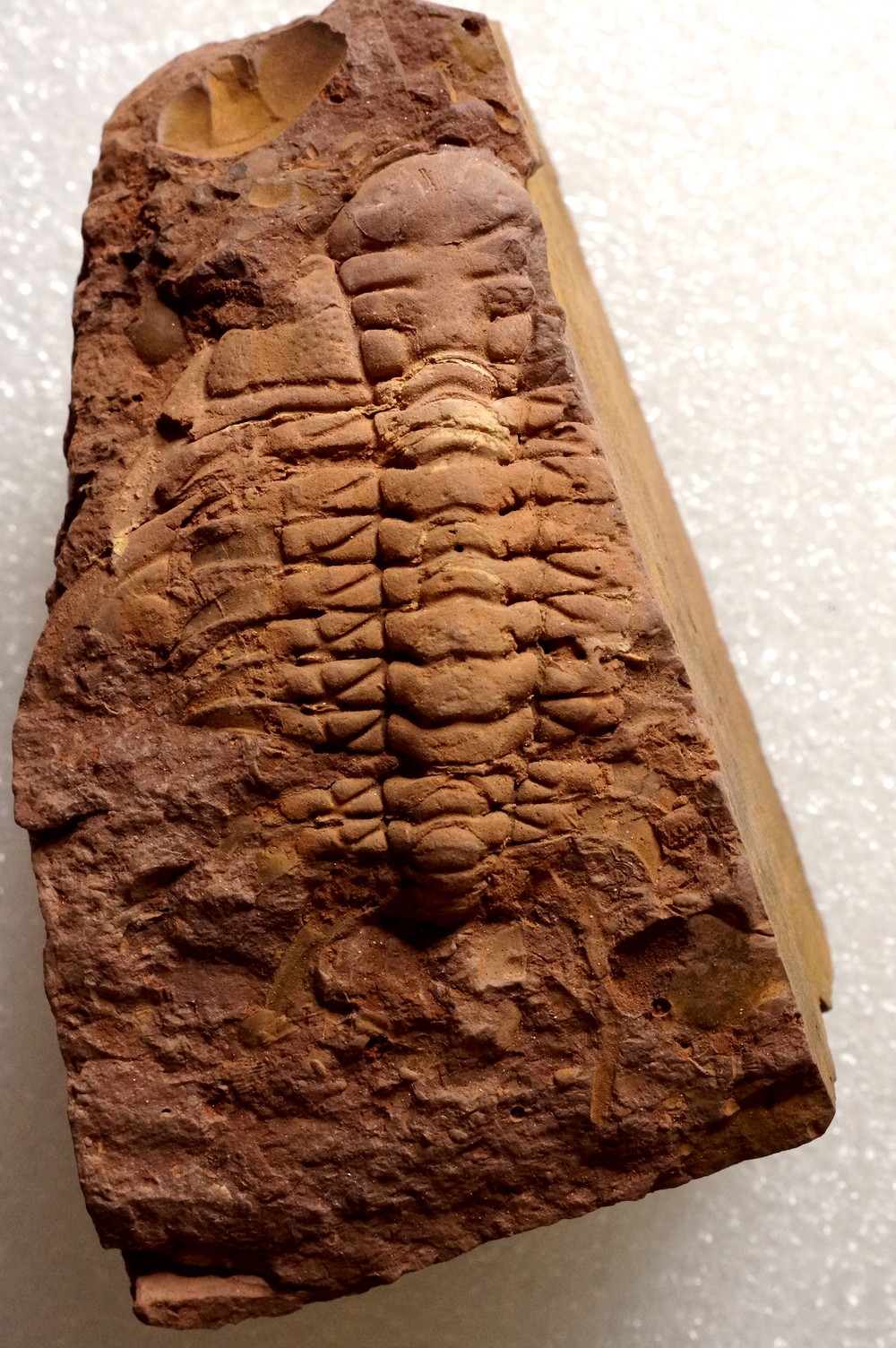 もしかして新種の三葉虫？ Unidentified Cheiruridae ケイルルス