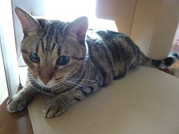 フライパンと猫5にゃん退院して46日目