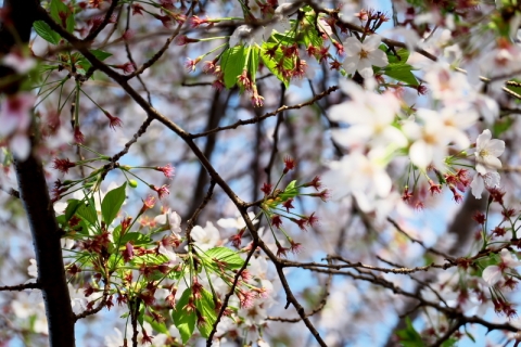 桜のガク
