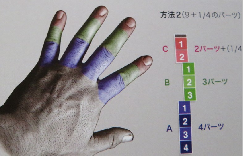 指の長さの比率スカルプターのための美術解剖学
