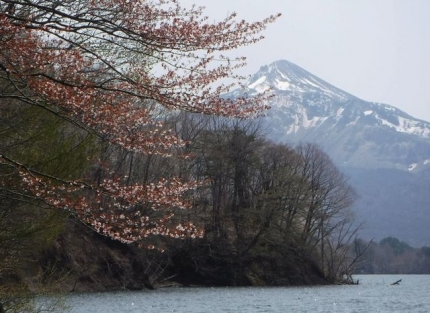 20210504-3-M2桧原湖プリプラ4_東岸の桜は終盤.JPG