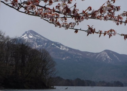 20210504-4-M2桧原湖プリプラ4_東岸の桜は終盤.JPG
