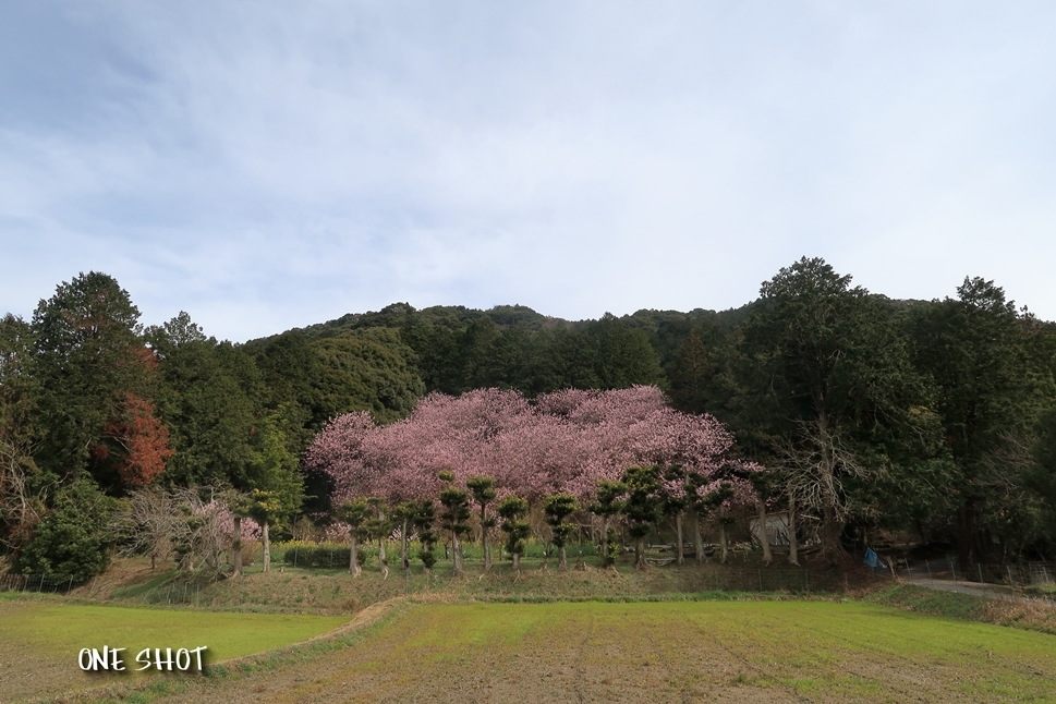 ちょうどこの時期、那珂川市に初御代桜を見に行く