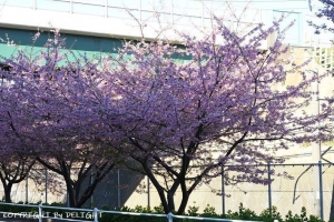 三浦海岸河津桜