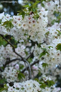 神代植物園 桜