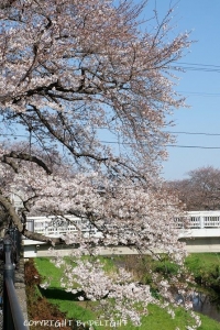 野川桜