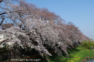 野川桜