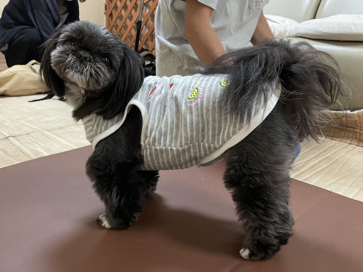 東京都中野区の整体院壮寿堂にお客様がご同伴された愛犬さん