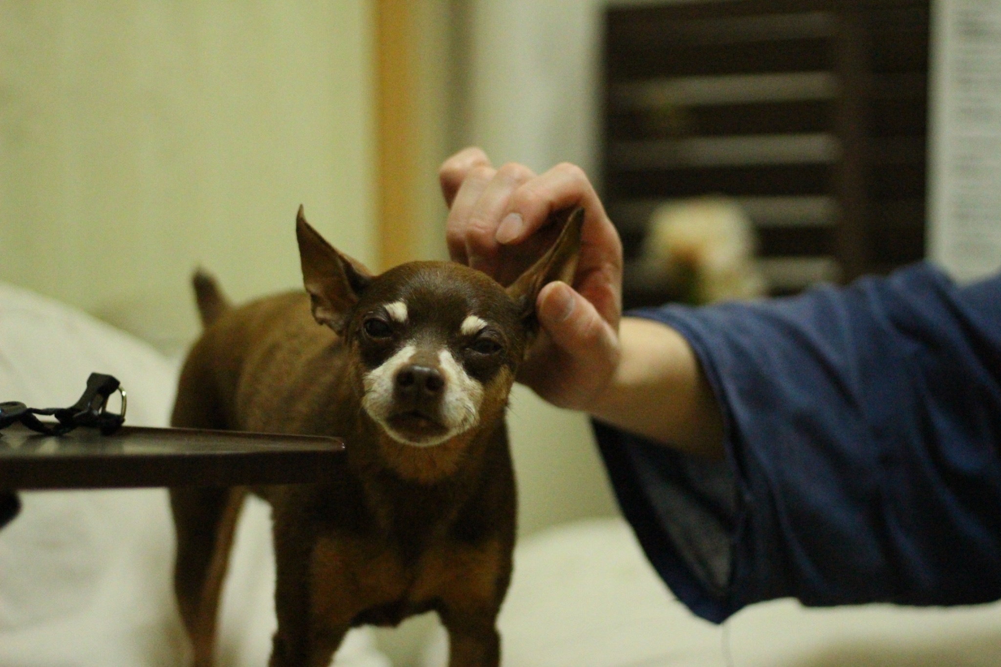 犬の整体マッサージ教室に参加された愛犬さんの写真