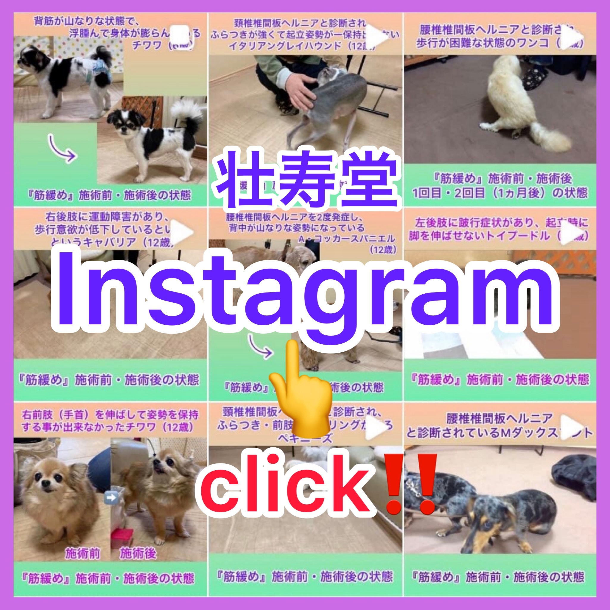 人と犬の整体院『壮寿堂』Instagramへのバナー