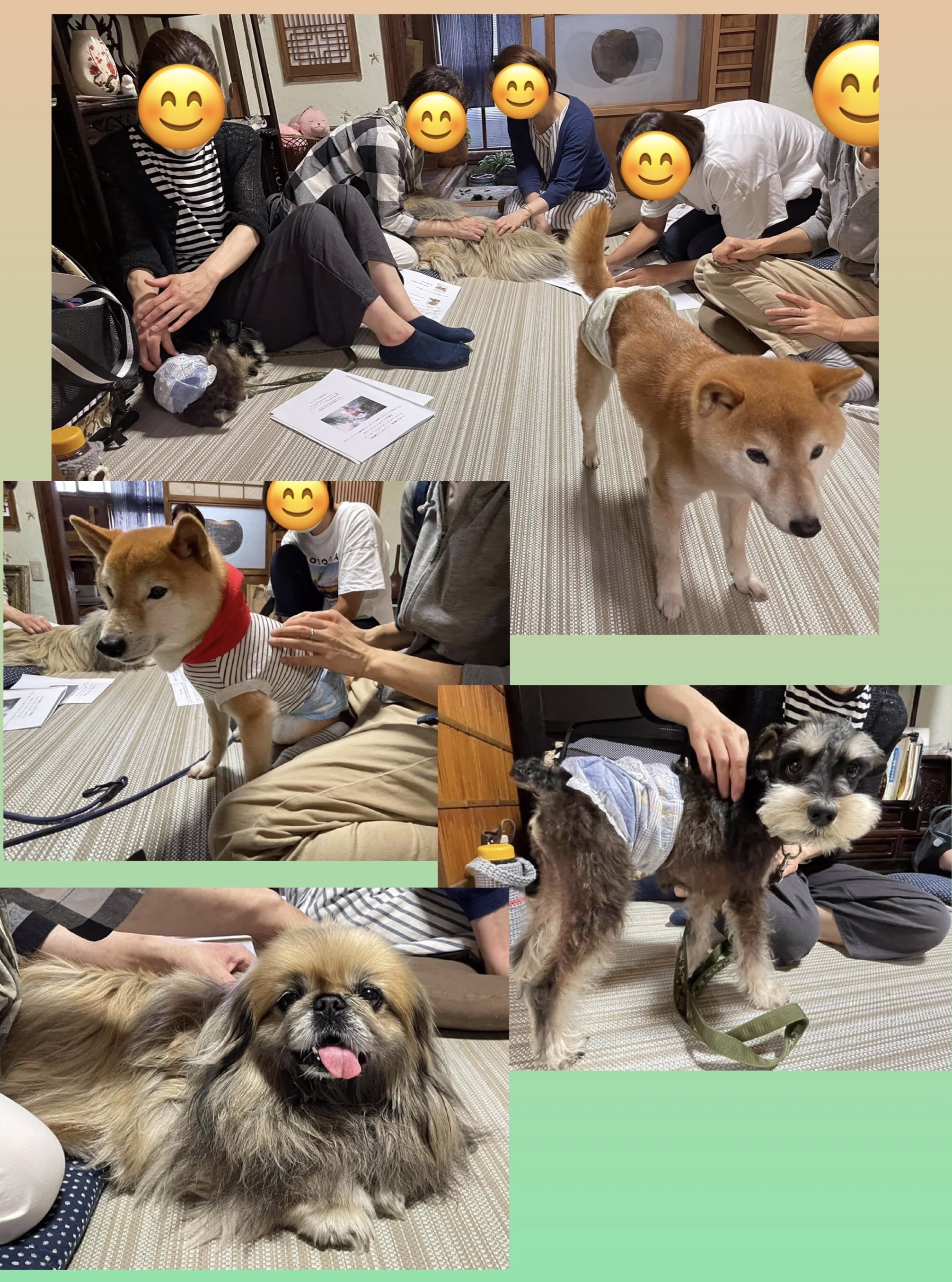大阪府開催犬の整体マッサージセミナー風景