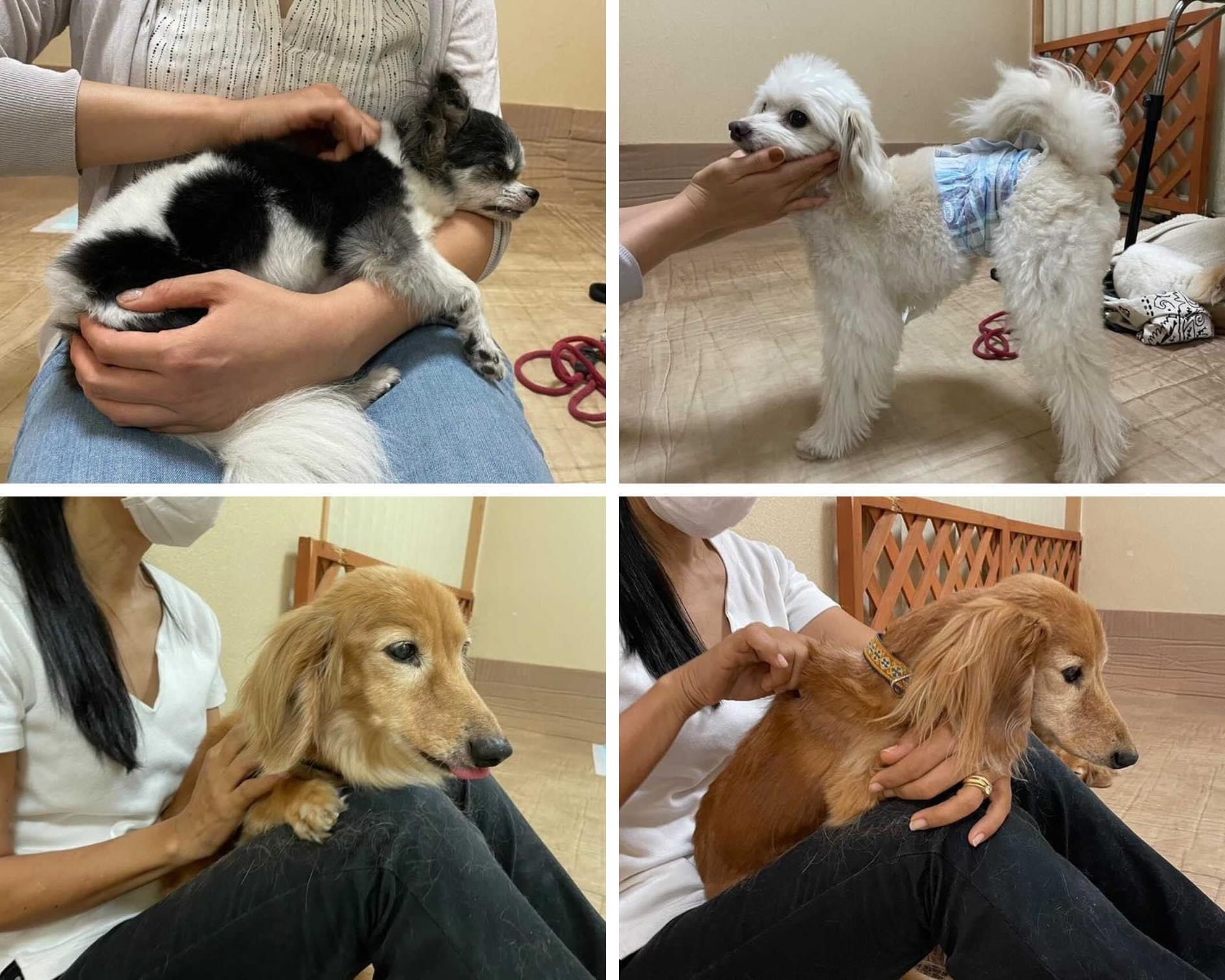 犬の整体マッサージ教室での実技練習風景