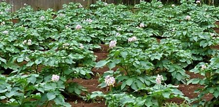 ジャガイモの花言葉を知っていますか アトリエのつぶやき